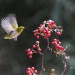 New, chickadee, fruit — US News That Impacts Your Finances and Daily Life
