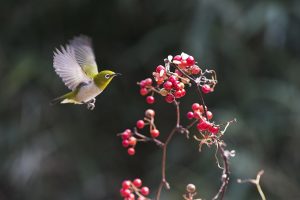 New, chickadee, fruit — US News That Impacts Your Finances and Daily Life